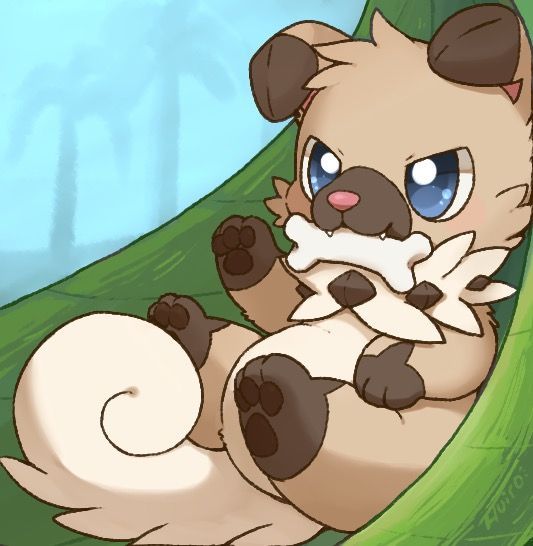 cute rockruff