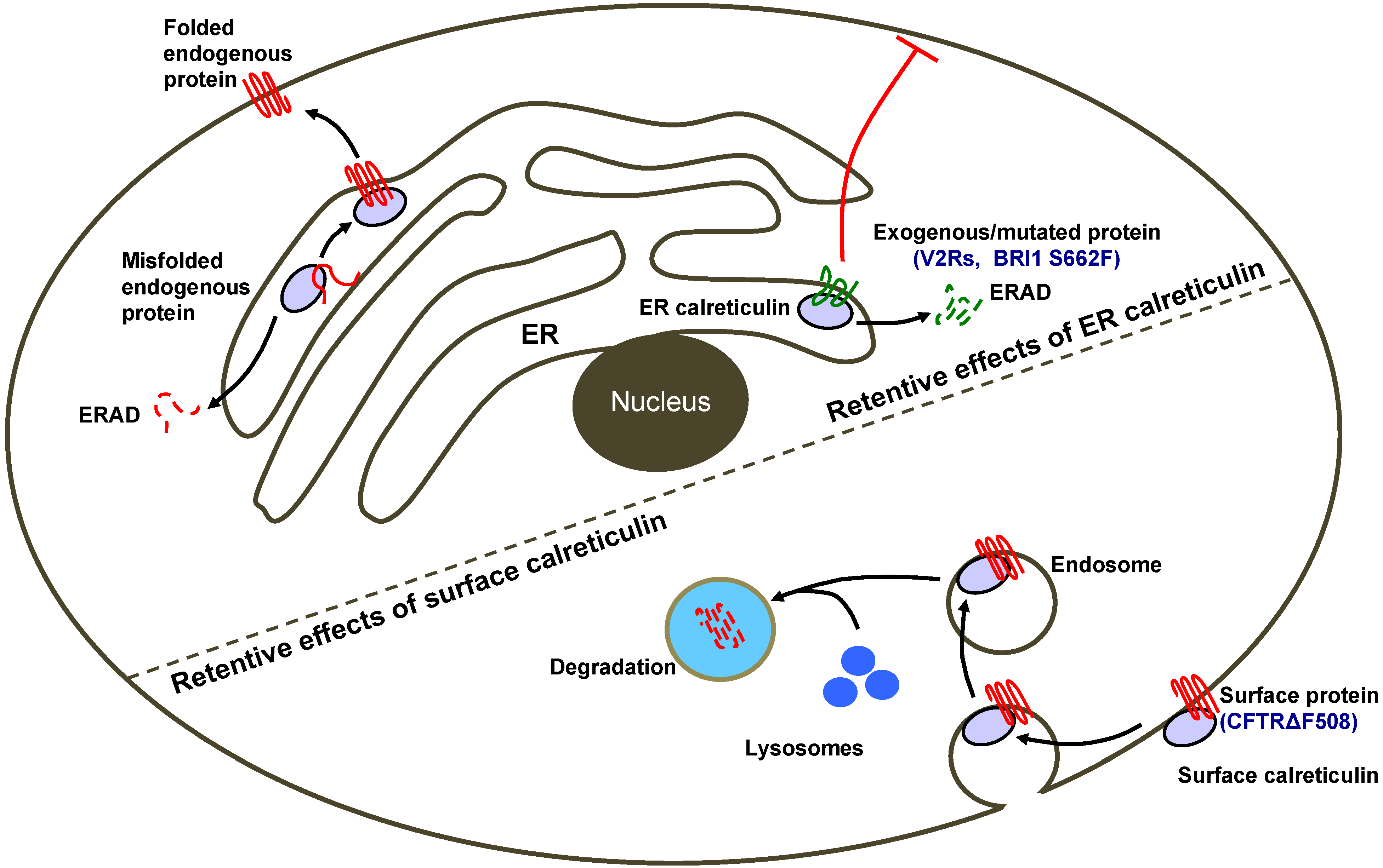 calreticulin