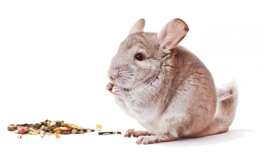 can chinchillas eat corn