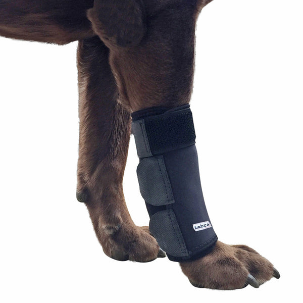 canine front leg brace