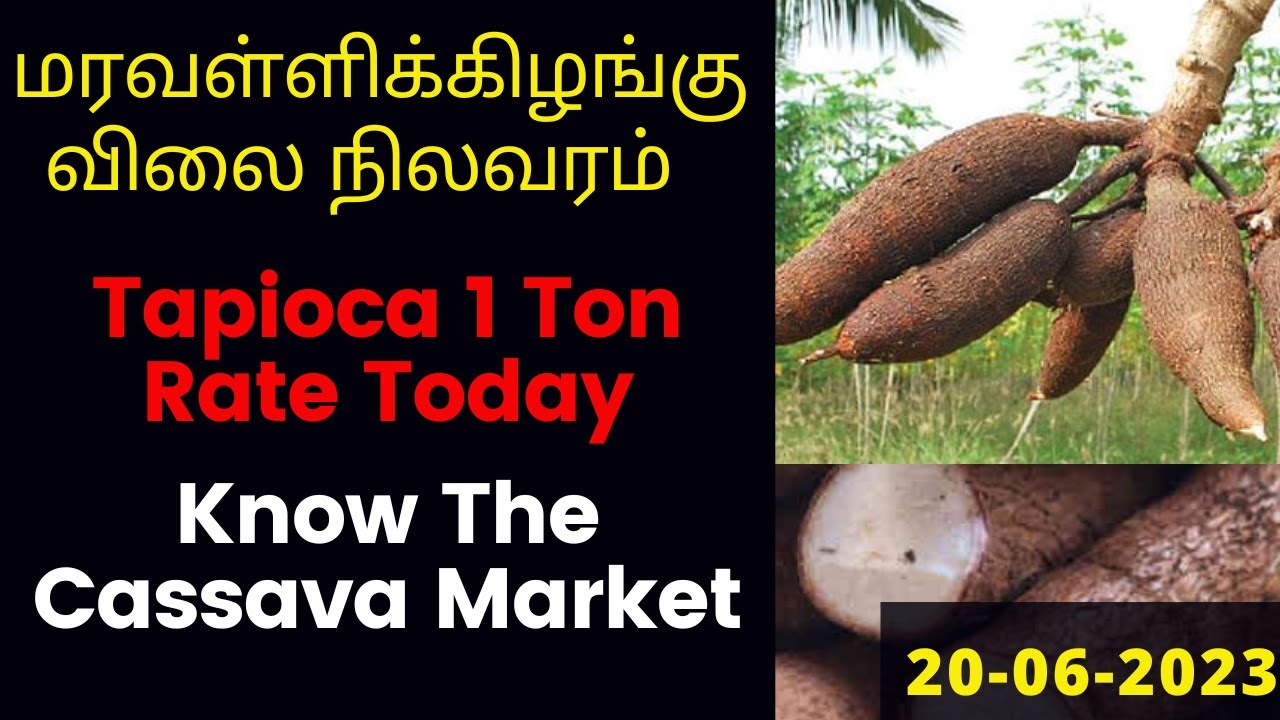 cassava meaning in tamil