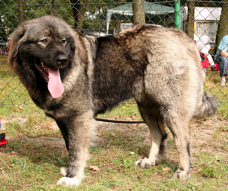 caucasus mountain shepherd