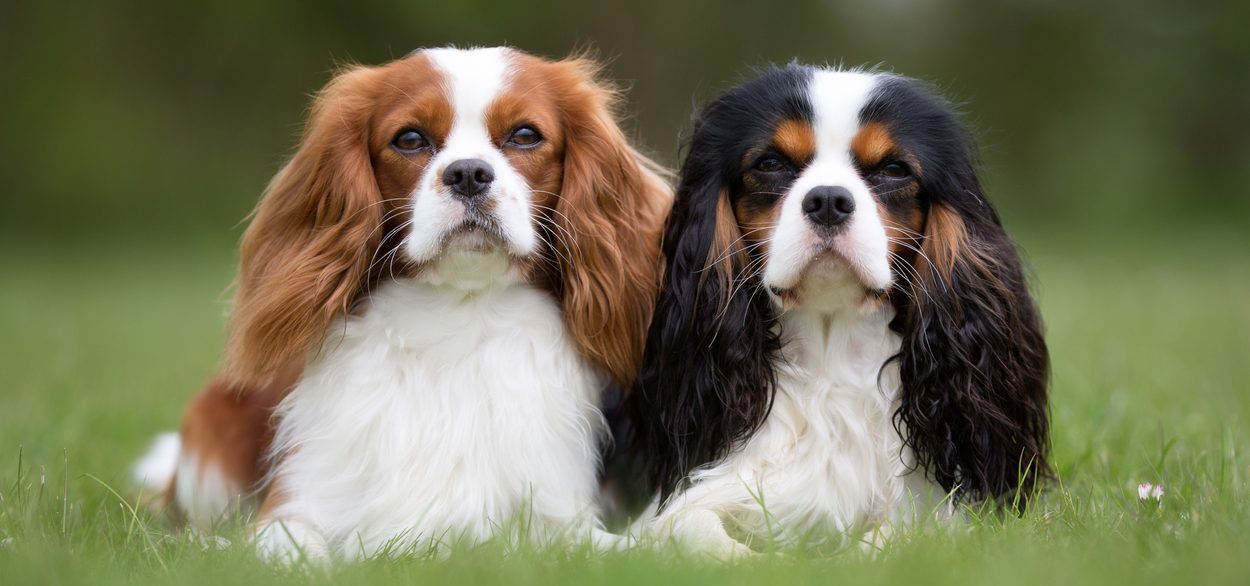 cavalier king charles breeders near me