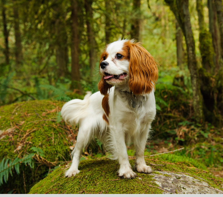 cavalier king charles spaniel puppies free to good home victoria