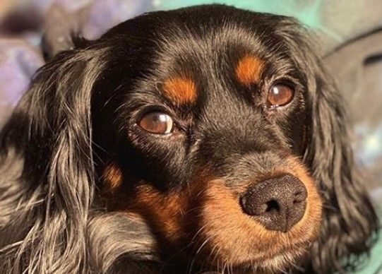 cavalier spaniel mix breeds