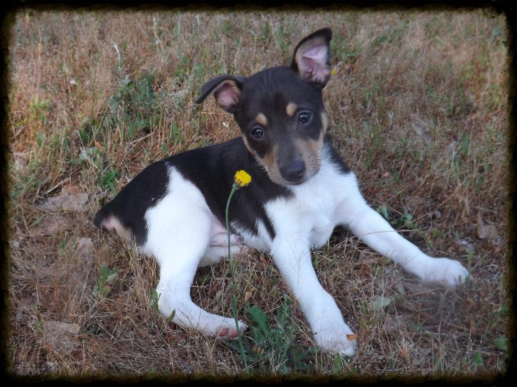 squirrel dogs for sale in arkansas