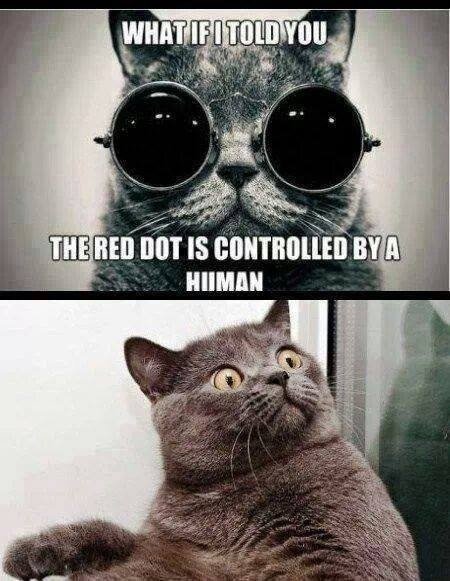 morpheus cat meme