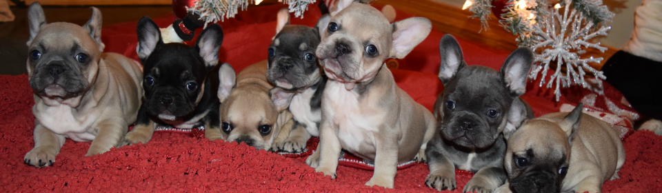fairytale frenchies