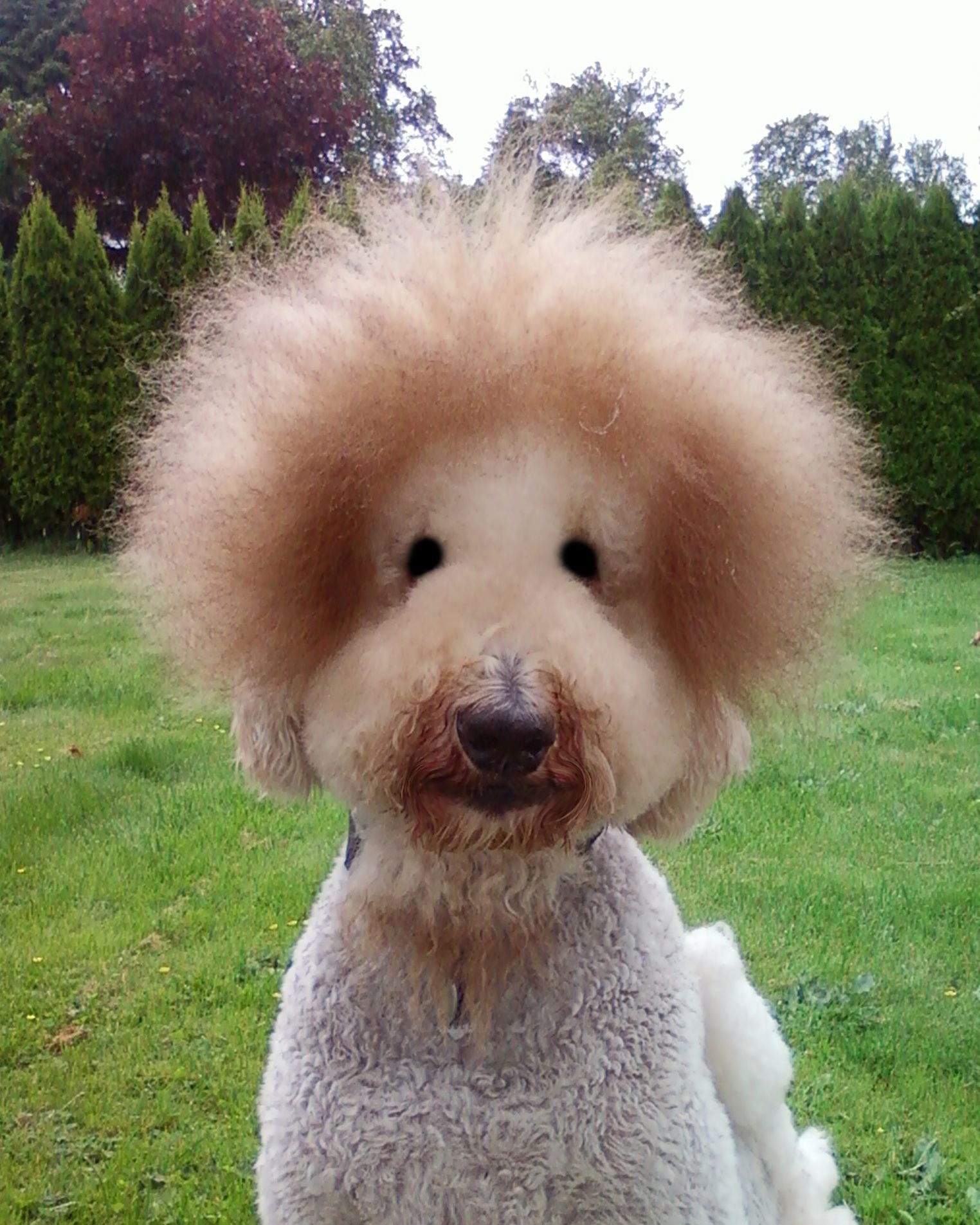 crazy poodle hair cuts