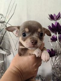 chihuahua dogs for sale in nottingham