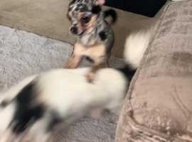 chihuahua for sale sheffield