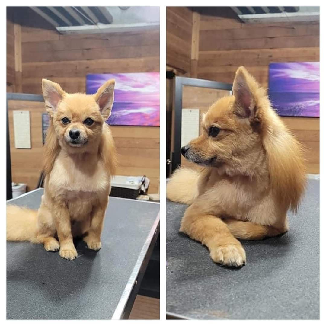 chihuahua mullet