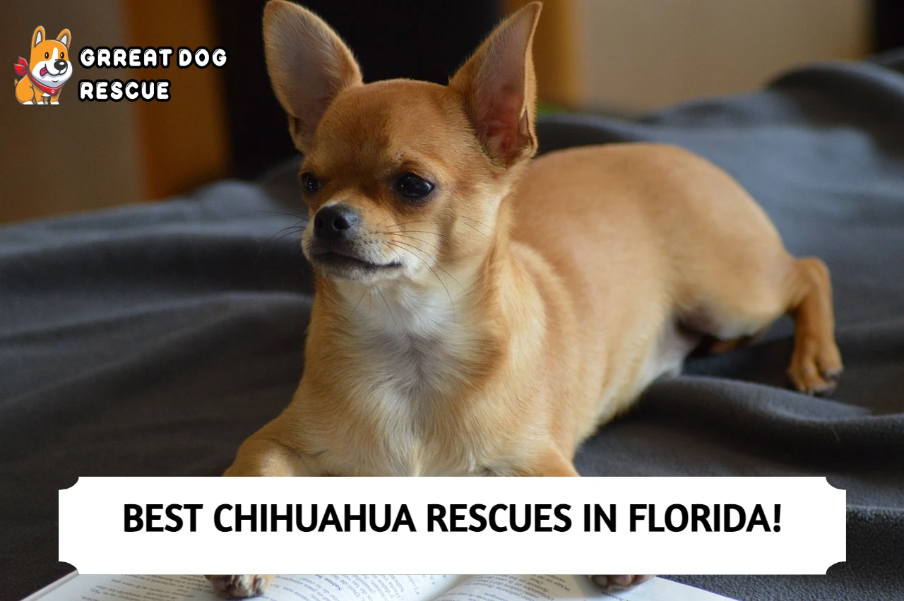 chihuahua rescue miami