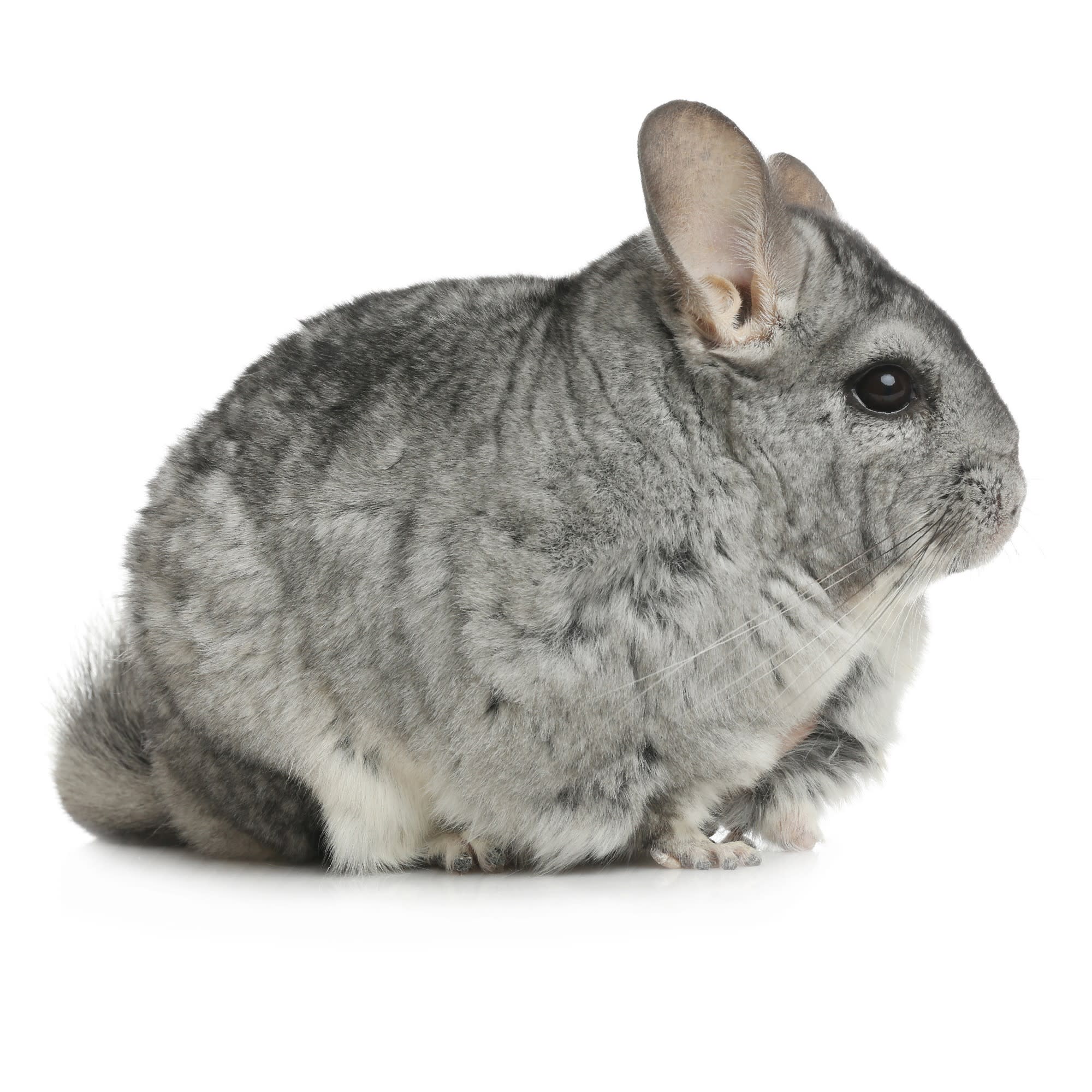 chinchillas for sale