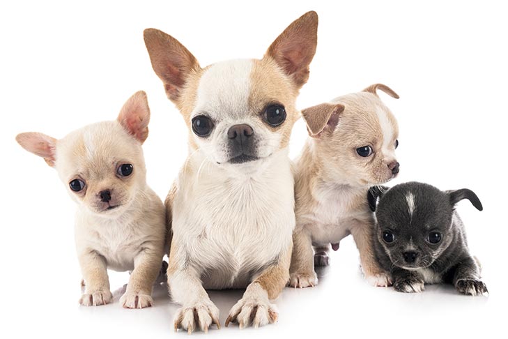 chiuahua puppies for sale