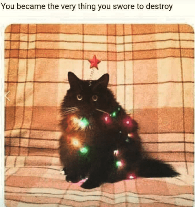 christmas cat memes