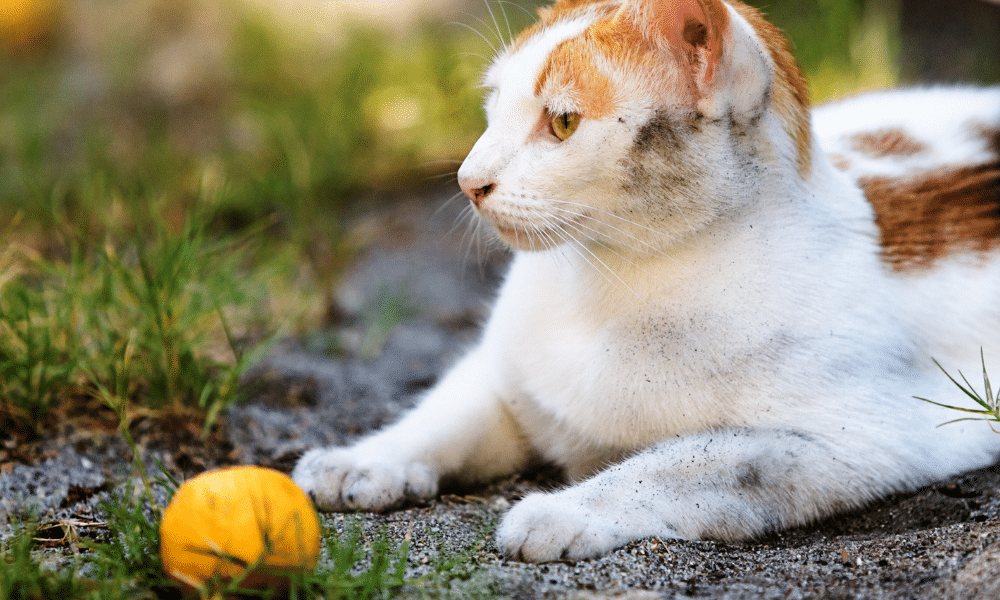 citronella and cats