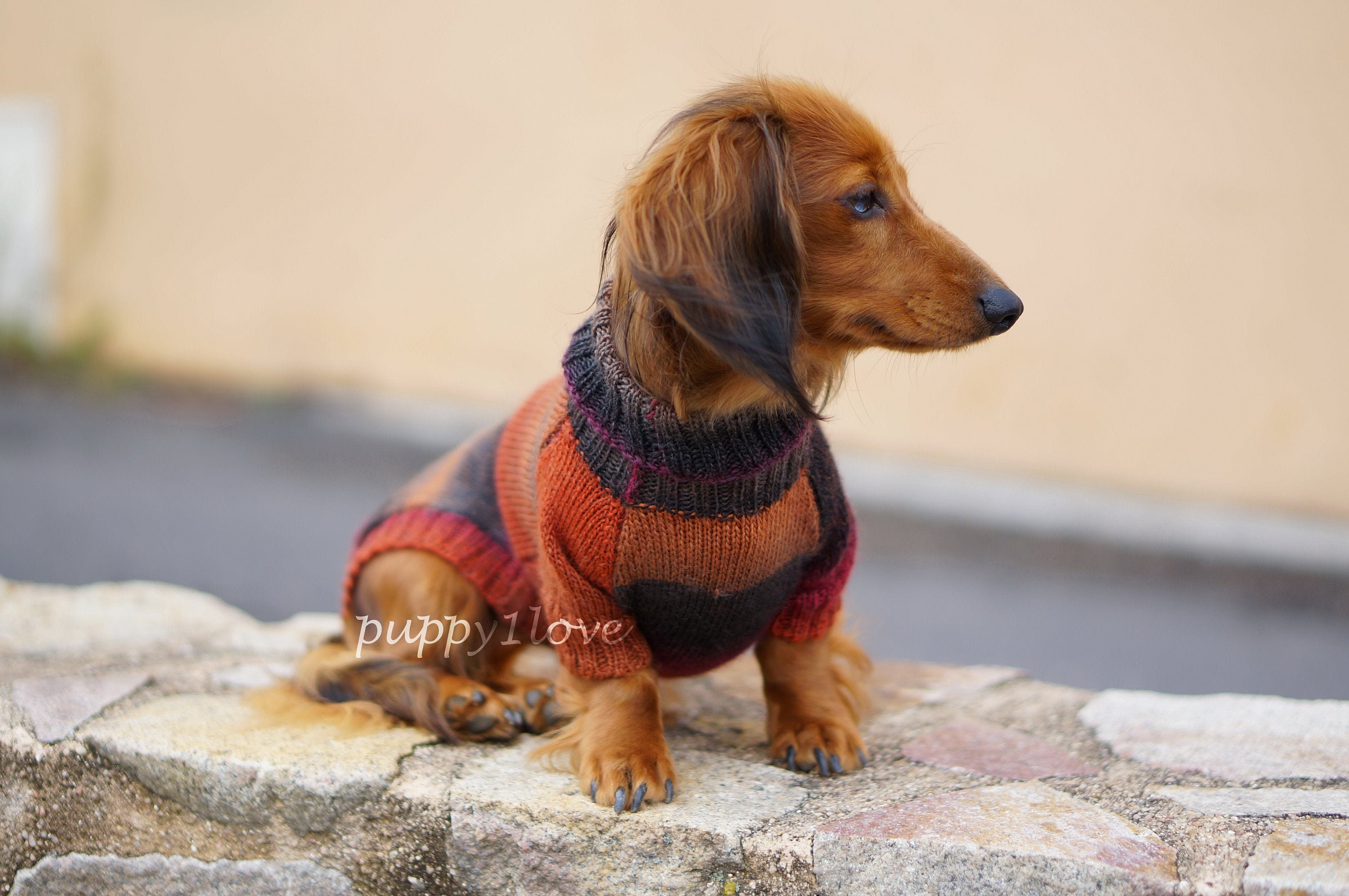 clothes dachshund