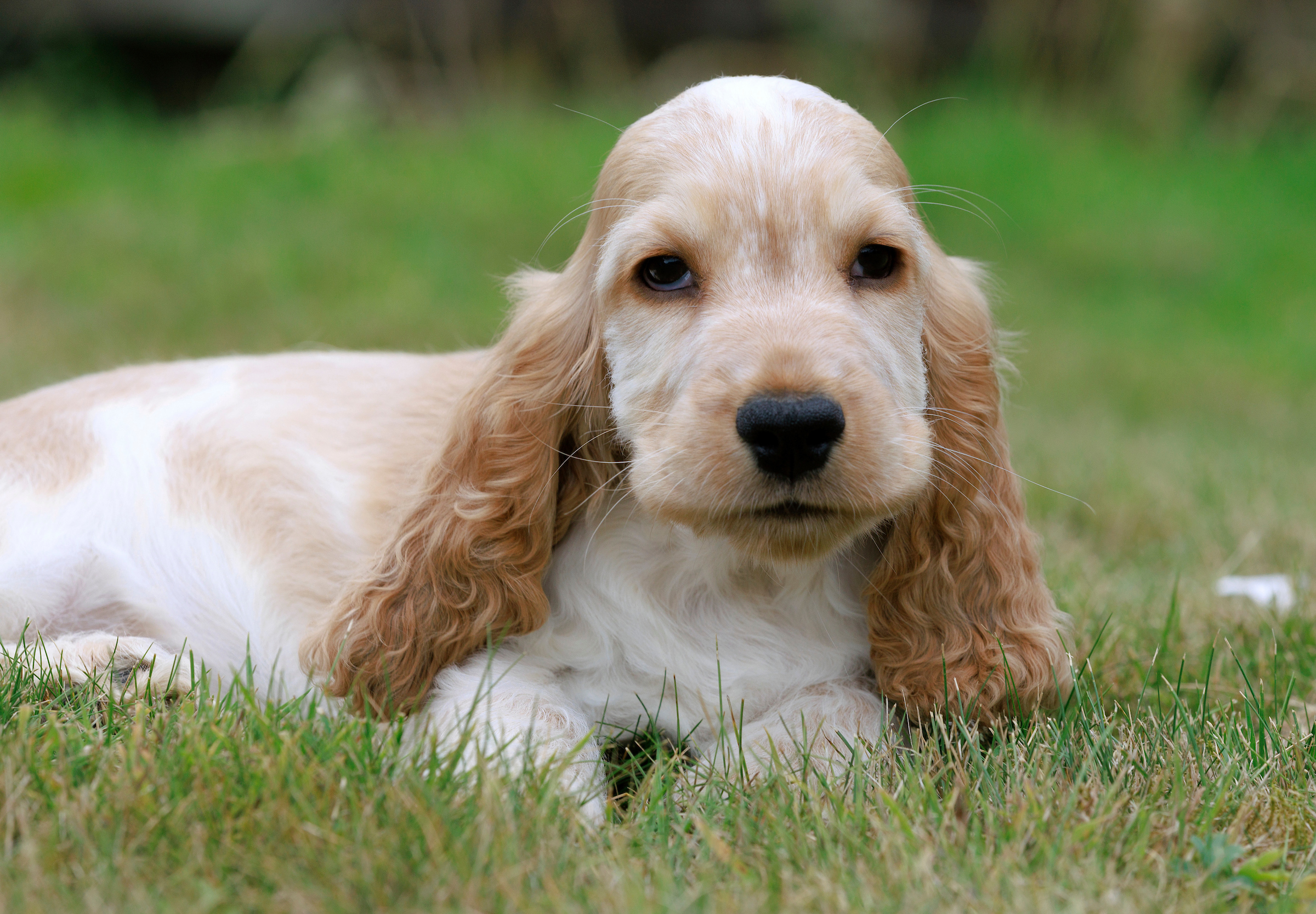 cocker spaniel puppies for sale scotland