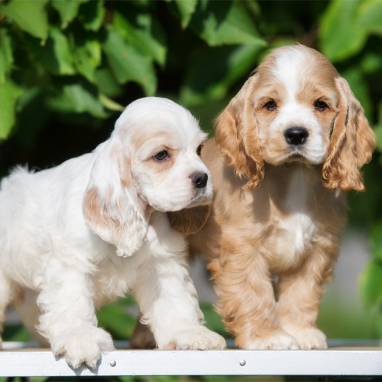 cocker spaniel puppies for sale