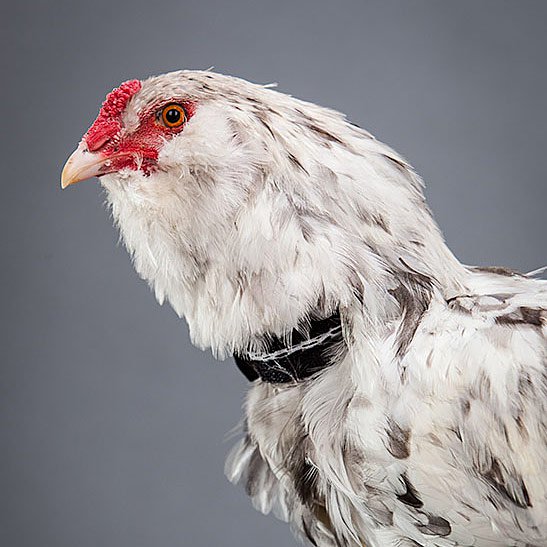 cockerel collar