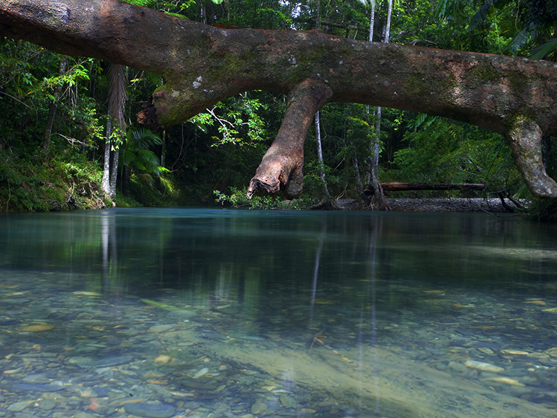 cooper creek wilderness daintree rainforest