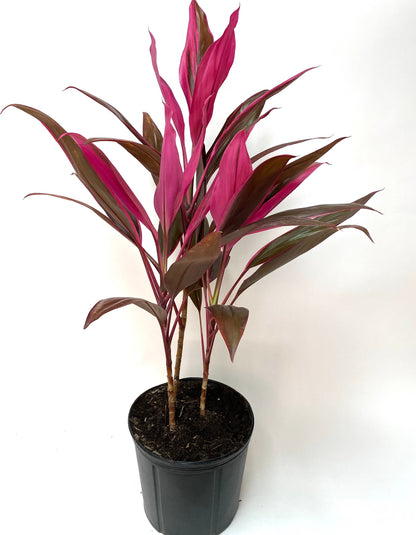 cordyline red sister plant