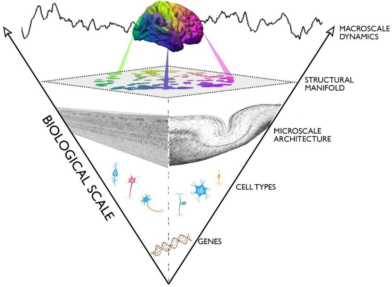 cortical hierarchy