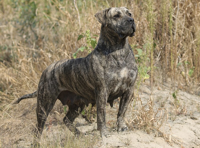 cost of presa canario