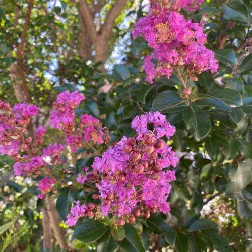 crape myrtle tree uk