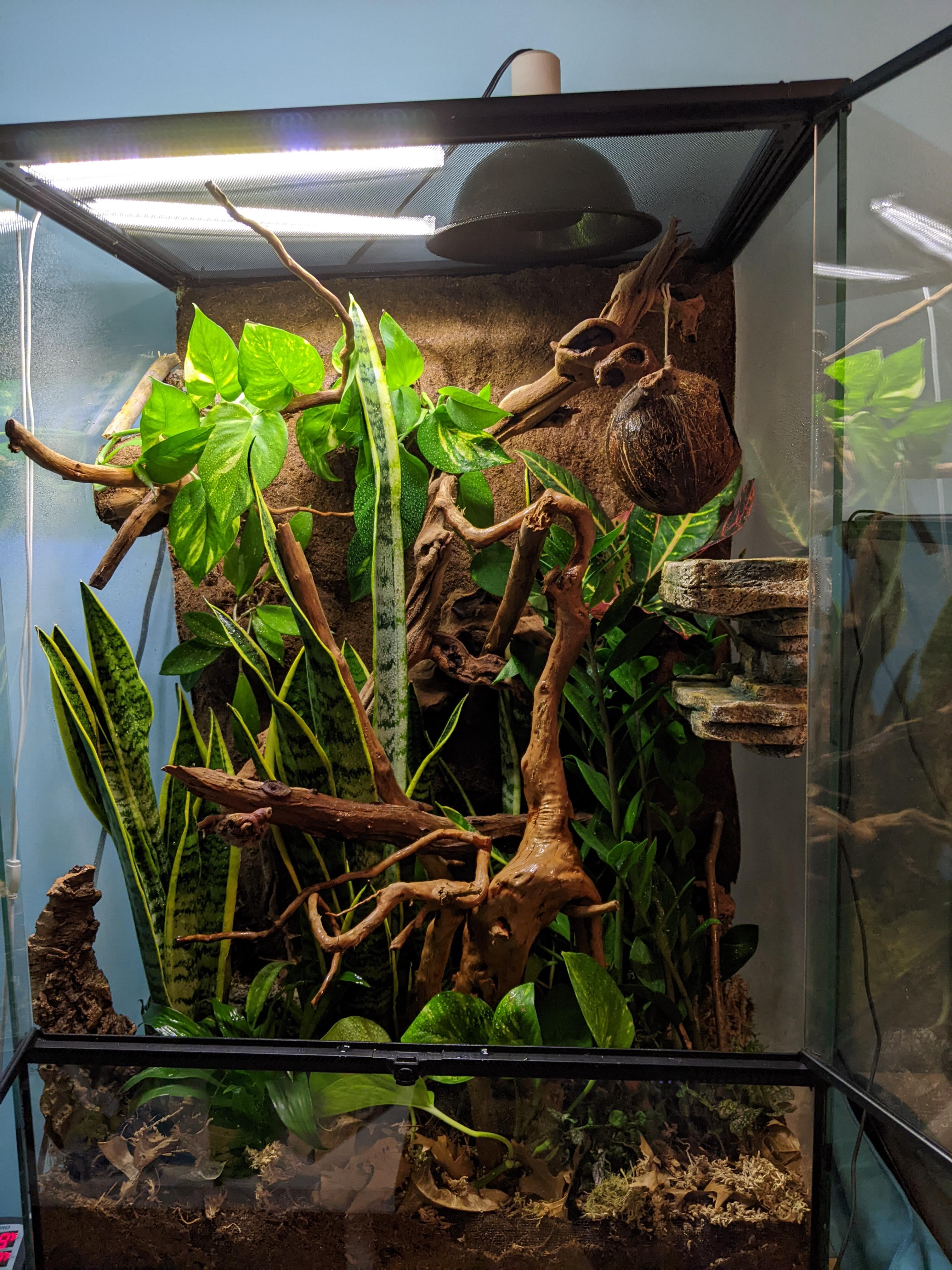 crested gecko cage setup