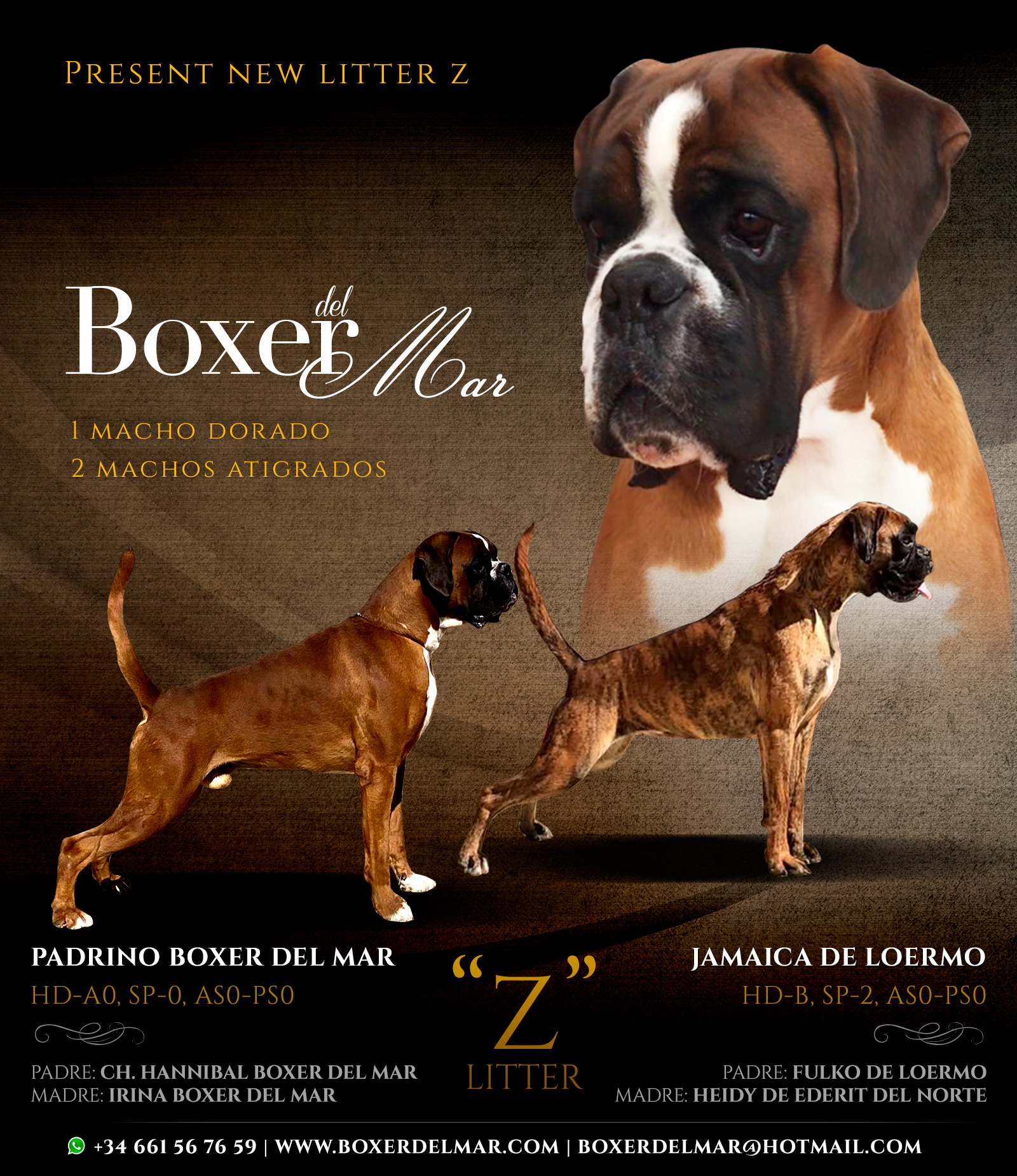 criadores boxer madrid