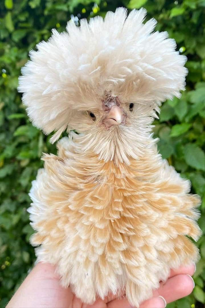 cute chicken images