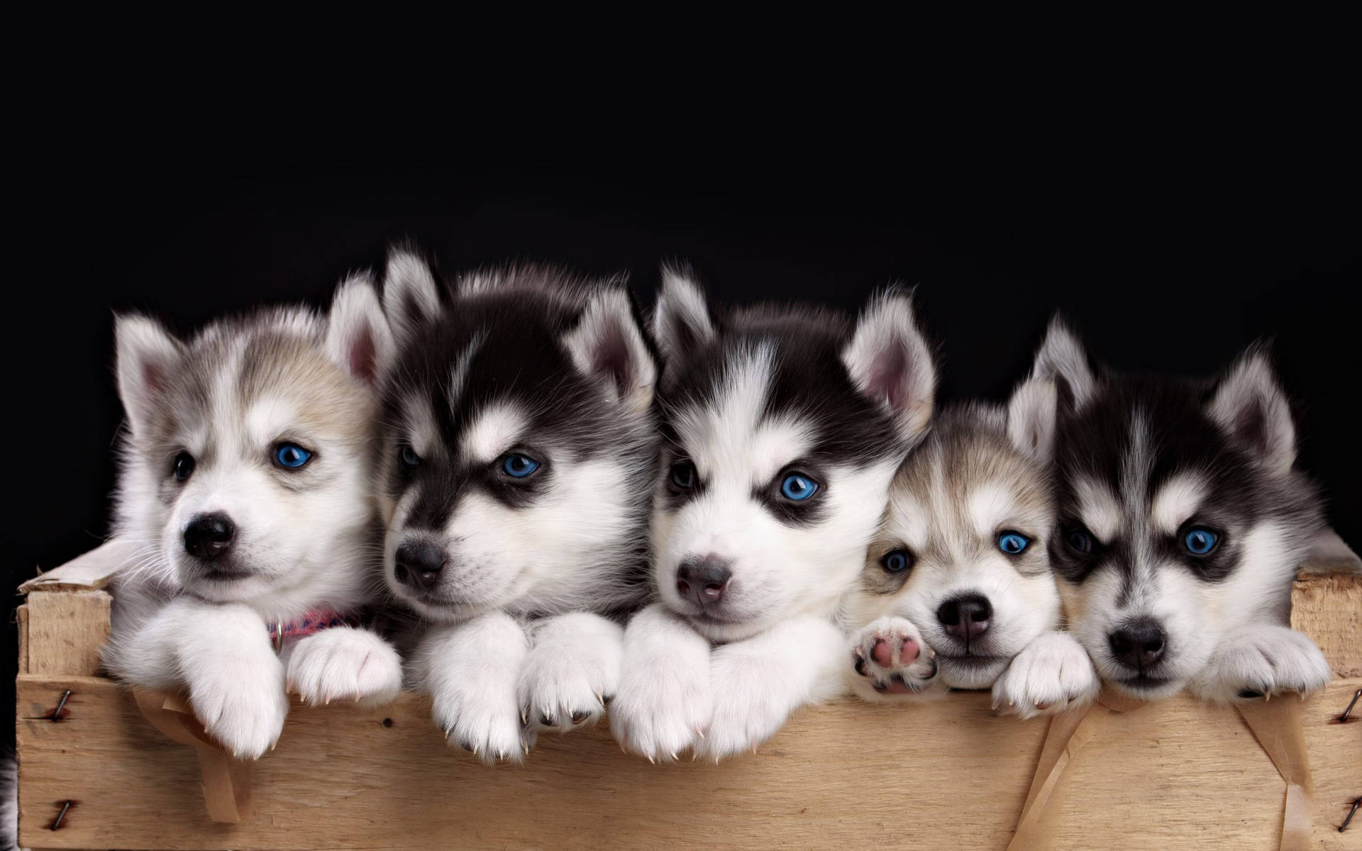 cute husky wallpaper