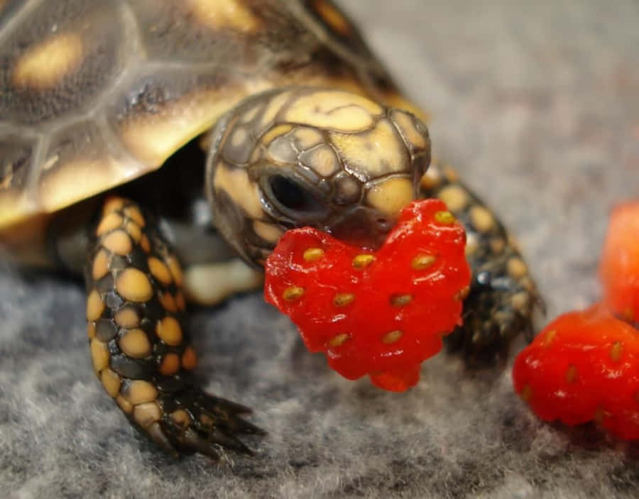 cute pictures of turtles