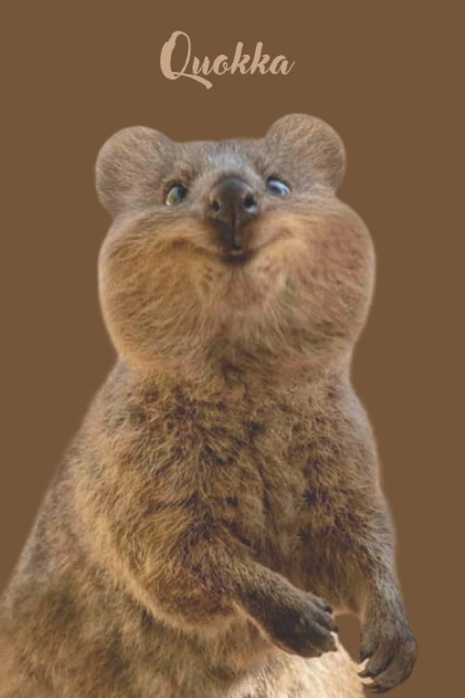 cute quokka