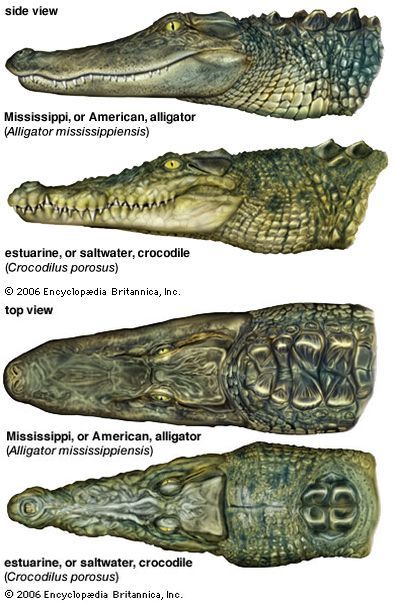 caiman vs crocodile vs alligator