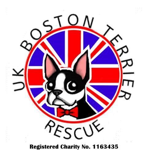 uk boston terrier rescue