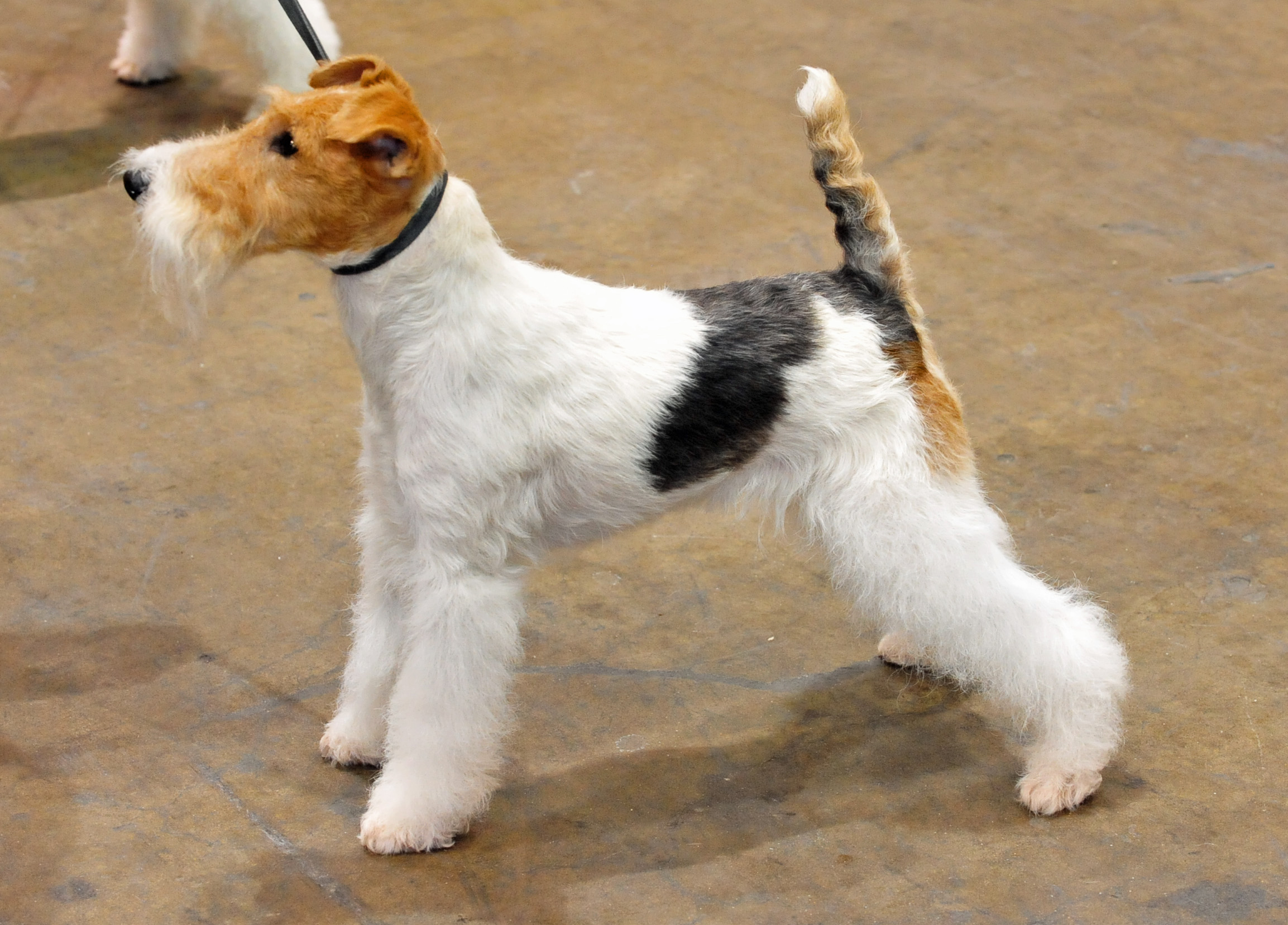 imagenes fox terrier