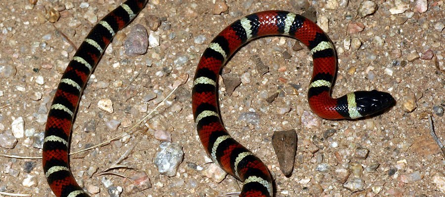 coral snake dream meaning
