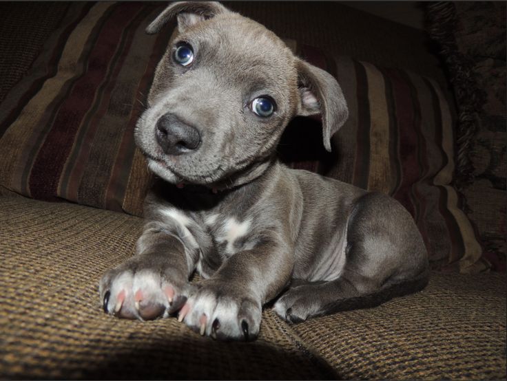 pitbull and chihuahua mix breed