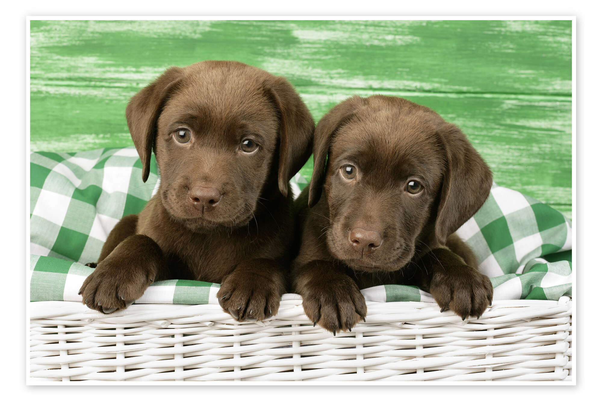 chocolate labrador puppies