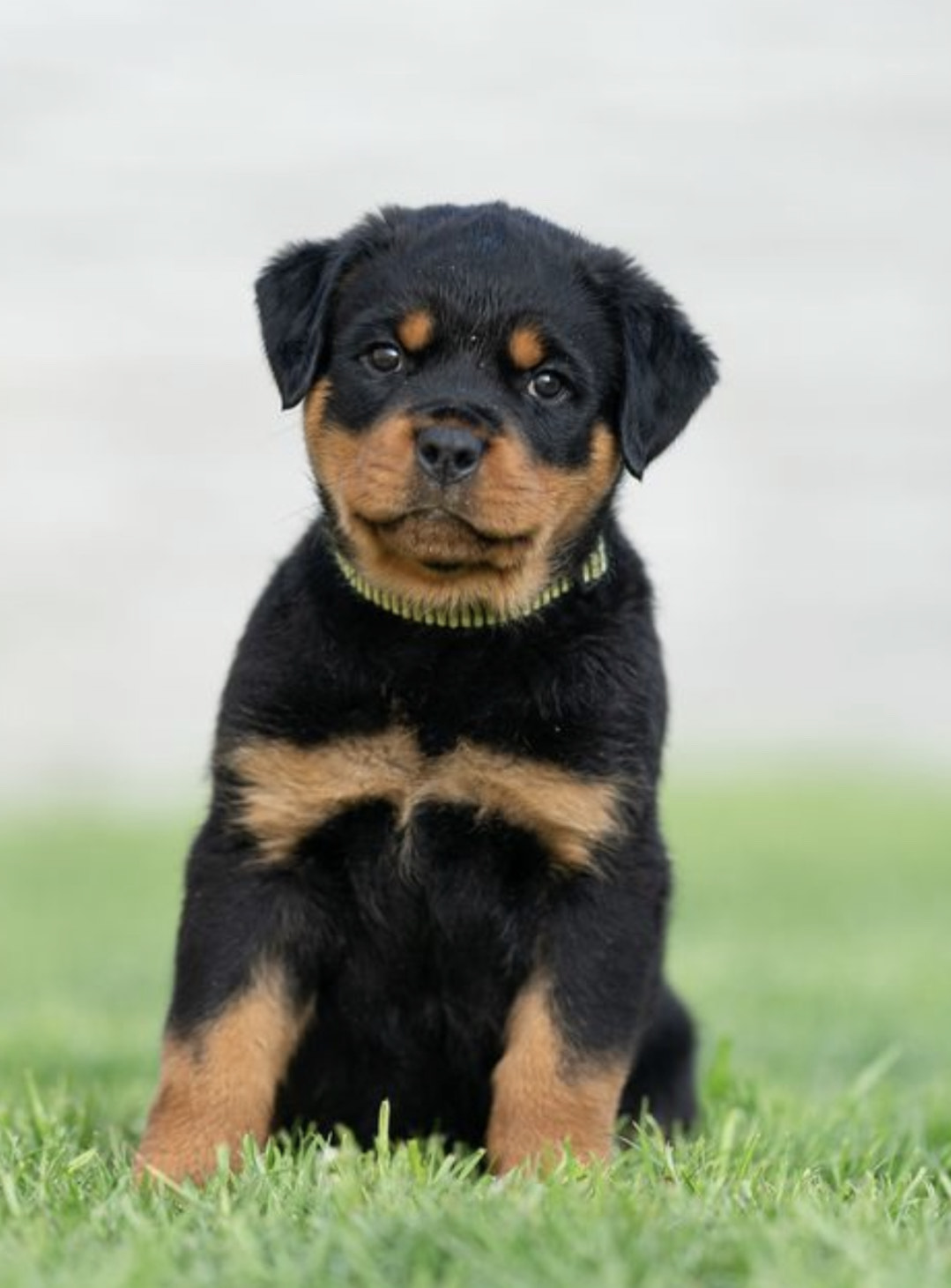 rottweiler puppies near me