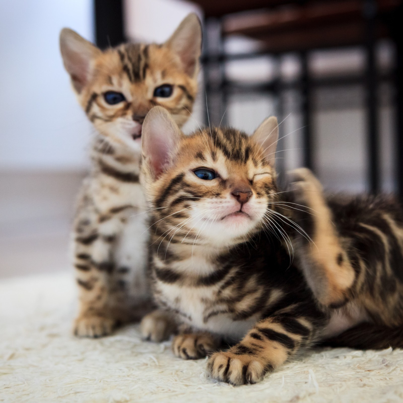 pictures of bengal kittens