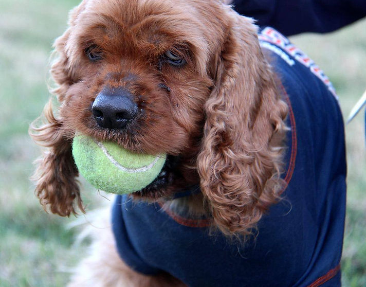 spaniel rescue texas