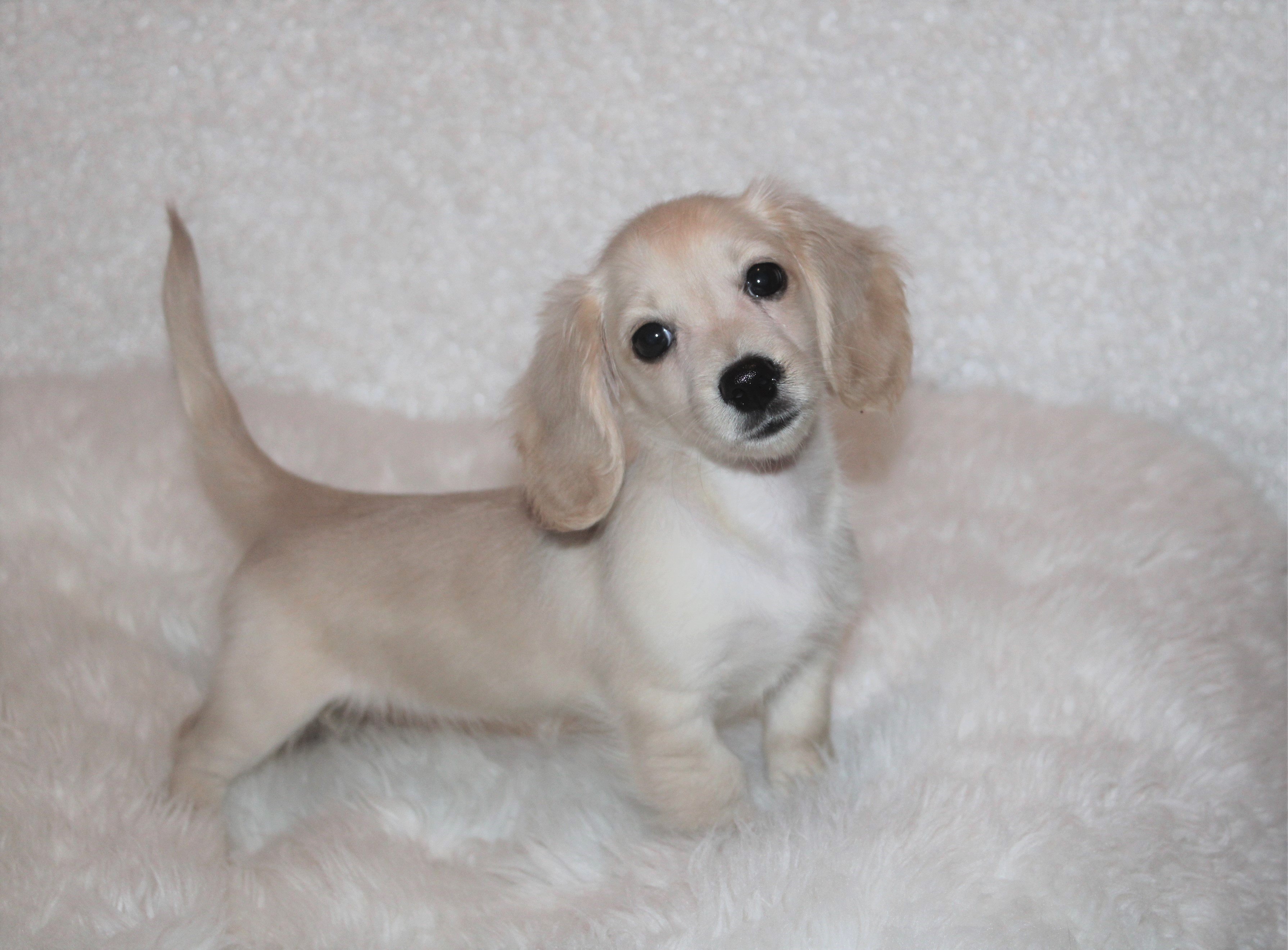 dachshund puppies