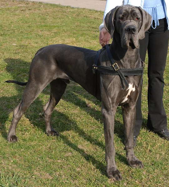 dane mastiff