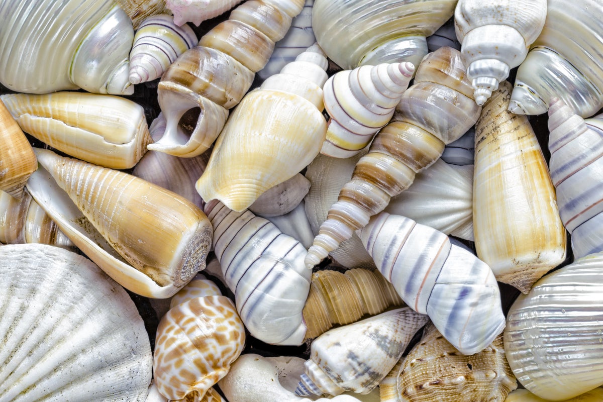 pic of seashells