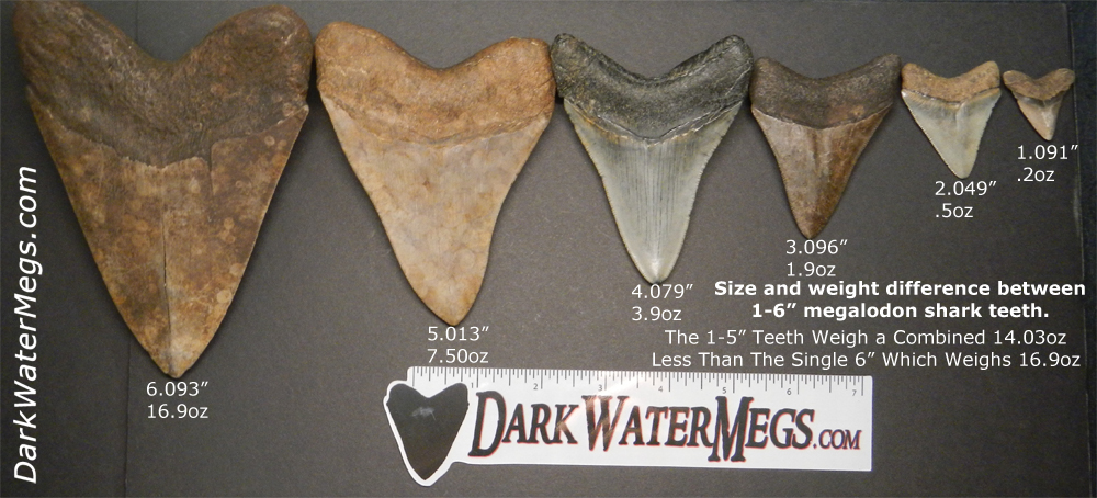 how much is a megalodon tooth worth