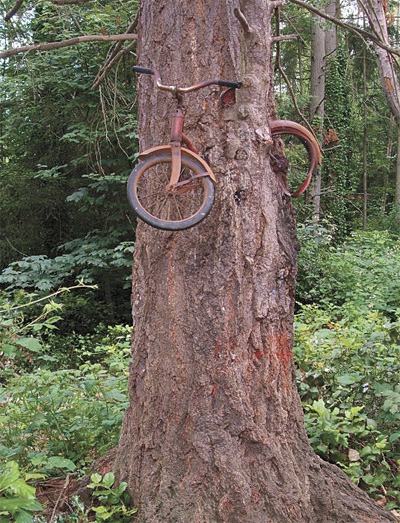 vashon bicycle tree